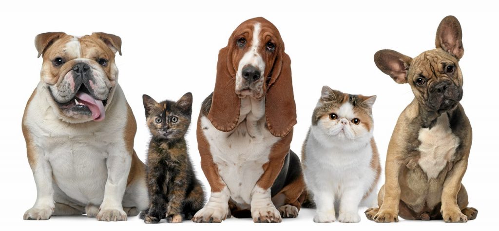 dogs, canine, pets-6722159.jpg